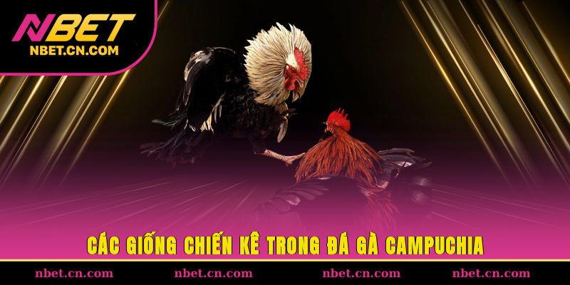 Các giống chiến kê trong đá gà Campuchia