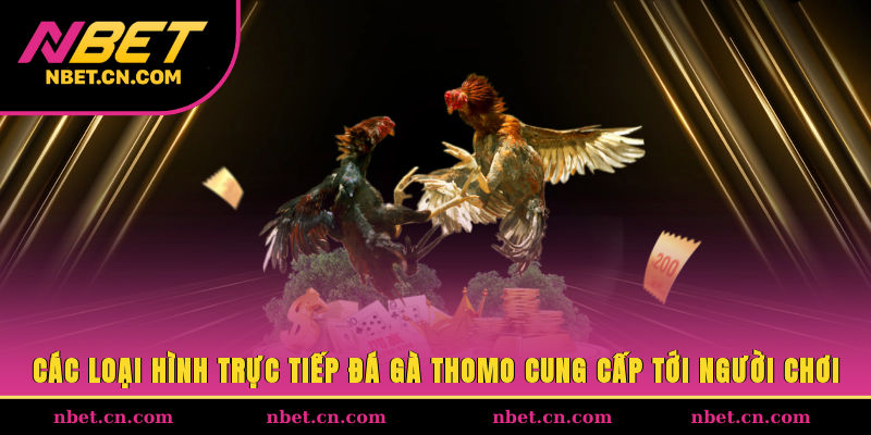 Các loại hình trực tiếp đá gà Thomo cung cấp tới người chơi