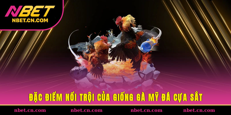 Đặc điểm nổi trội của giống gà Mỹ đá cựa sắt