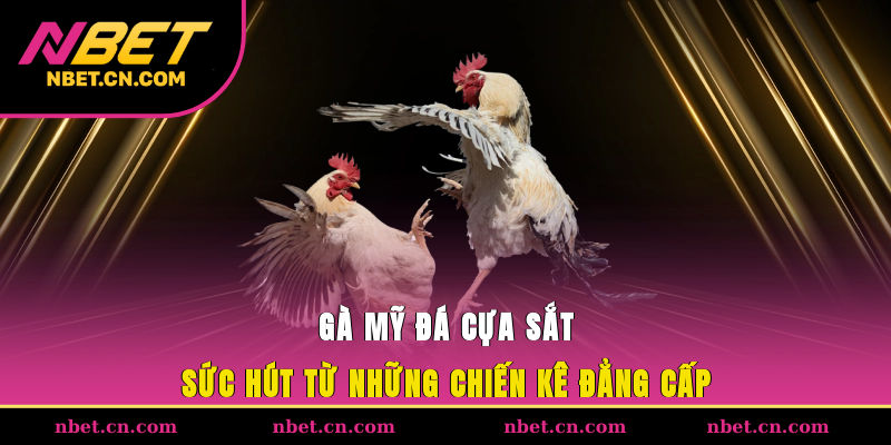 Gà Mỹ đá cựa sắt