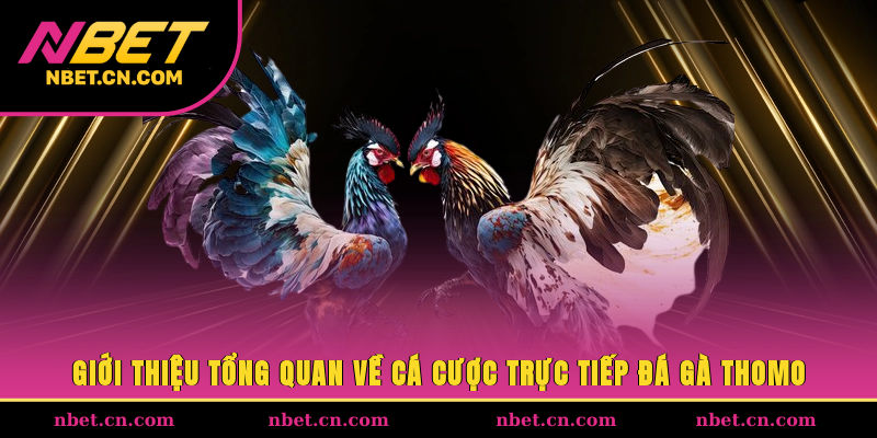 Giới thiệu tổng quan về cá cược trực tiếp đá gà Thomo