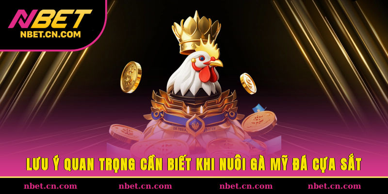Lưu ý quan trọng cần biết khi nuôi gà Mỹ đá cựa sắt