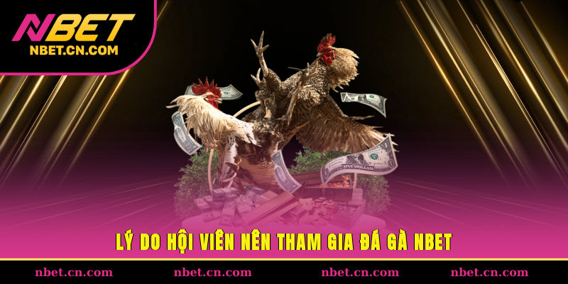 Lý do hội viên nên tham gia đá gà NBET