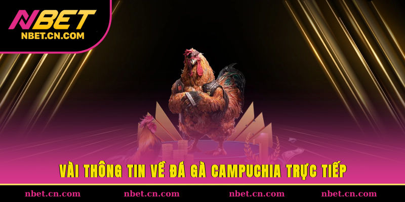 Vài thông tin về đá gà Campuchia trực tiếp